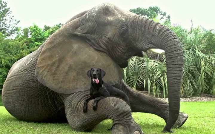 تصویری از نماهنگ مربوط به تبلیغ اندروید